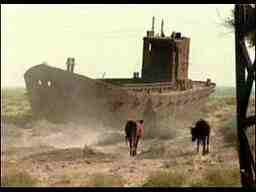 Aral sea environmental disaster desert camels