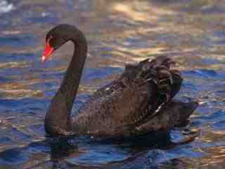 Black Swan