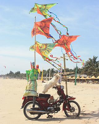 dare-devil dog in Mui Ni, Vietnam