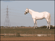 giant-horse-ebbsfleet-station-angle-of-south-swanscombe-kent-eurostar